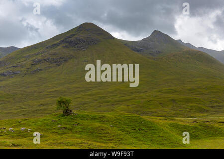 Ein einsamer Baum am Fuß der Berge im Glen Shiel in der Nähe der Ufer von Loch Cluanie in der nordwestlichen Highlands von Schottland. Stockfoto