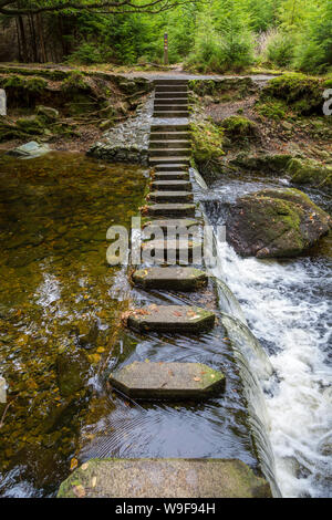 Trittsteine in der Tollymore Forest Park Stockfoto