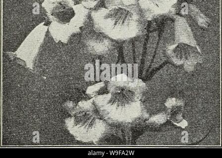 Archiv Bild von Seite 25 der Currie ist Herbst 1929 54 Jahr. Currie ist Herbst 1929 54 jahr Zwiebeln und Pflanzen 19219 curriesautumn curr Jahr: 1929 (wBta; (hahnenfuß) RANUNCULUS Acris fl. pi. - Doppel gold-gelben Blüten. Repens, fl. pi. - eine schleichende Sorte mit gold-gelben Blüten. Preis, jeweils, 25 c; pro dtz., 2,50. RUDEBECKIA (Kegel Blumen) Fulgida - Orange Gelb mit schwarzer Mitte. Golden Glow - Wächst 6 Meter hoch, mit Massen von Doppel gold-gelben Blüten. Purpurea - Große, rötlich-violetten Blüten mit Konus. Preis, jeweils, 25 c; pro Dutzend, 2.50. SALVIA (Salbei) Wiese Azurea Grandiflora-B Stockfoto