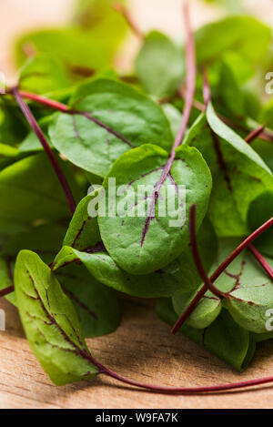 Red Vein Sauerampfer micro Kraut Nahaufnahme Stockfoto