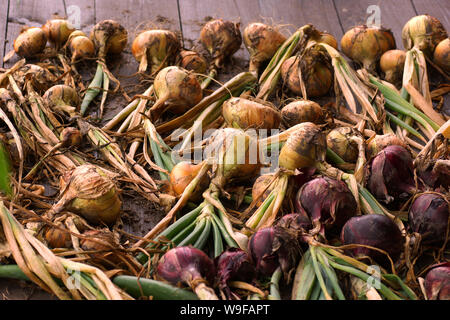 Glühlampen werden auf einem Holzboden zum Trocknen gelegt. Die Ernte auf dem Bauernhof. Stockfoto