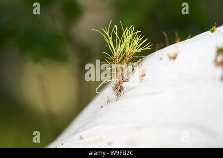 Junge Pine Tree Sämlinge wachsen durch verlassene weisse Kunststoff Abfälle in den Wald in Finnland. Stockfoto