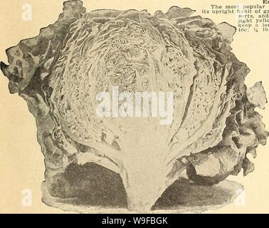 Archiv Bild von Seite 28 der Currie's Farm und Garten jährliche. Currie's Farm und Garten jährliche: Frühjahr 1926 curriesfarmgarde 19 curr 9 Jahr: 1926 (Big Boston, Grand Currle Stromschnellen Kopfsalat. CURRIE'S GRAND RAPIDS. Extra ausgewählten Aktie. Die beliebteste aller Zwingen Kopfsalat. Aufgrund der Ts aufrecht Gewohnheit des Wachstums kann es näher als andere Sorten angebaut werden, und ist zu verrotten weniger geeignet; die Blätter sind leicht gelblich-grün, ideal für den Versand und eine lange Zeit ohne Welke halten. Pkt. 15 c; Oz. 40 c, 14 lb. 85 c; 1 lb. $ 3.00. Schwarz GESÄTE SIMPSON - Ausgewählte StockâA Favorit zwingen Sorte; Formen Stockfoto