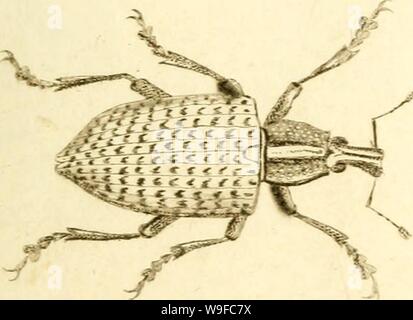 Archiv Bild von Seite 30 der [Curculionidae] (1800) Stockfoto