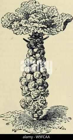 Archiv Bild von Seite 30 der Currie Bros' Gartenbau guide. Currie Bros.' Gartenbau Guide: Frühjahr 1888 curriebroshortic 1888 curr Jahr: 1888 (1 Ih Stockfoto