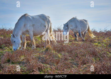 Wild Welsh Ponys weiden auf der Halbinsel Gower, Wales: Schwarz & Weiß-Bild Stockfoto