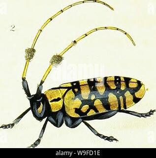 Archiv Bild von Seite 31 der natürlichen Geschichte der Insekten. Natürliche Geschichte der Insekten von China, mit nach oben von zwei hundert und Zwanzig Abbildungen und Beschreibungen CUbiodiversity Jahr: 1842 2343350 ( Stockfoto