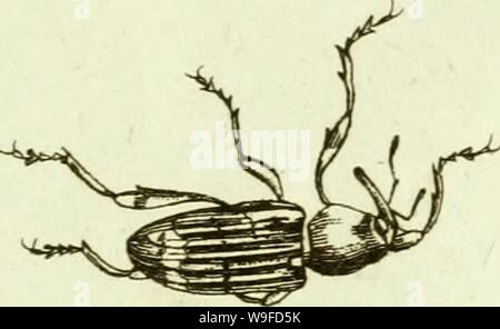 Archiv Bild von Seite 32 der [Curculionidae] (1800)