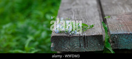 Blumenstrauß aus Vergissmeinnicht auf einem alten Holz- Hintergrund in der Perspektive. Hintergrund - Sommer Natur, Garten. Fokus auf Blumen. Stockfoto