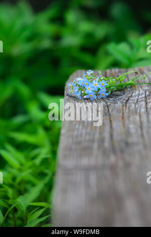 Blumenstrauß aus Vergissmeinnicht auf einem alten Holz- Hintergrund in der Perspektive. Hintergrund - Sommer Natur, Garten. Fokus auf Blumen. Stockfoto