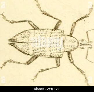 Archiv Bild von Seite 34 der [Curculionidae] (1800) Stockfoto