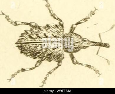 Archiv Bild von Seite 36 der [Curculionidae] (1800) Stockfoto