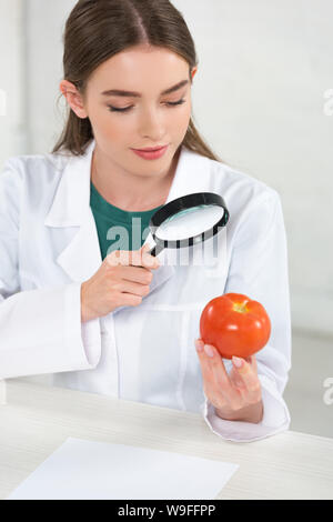 Ernährungsberater in weißen Mantel an Tomaten durch Lupe Stockfoto