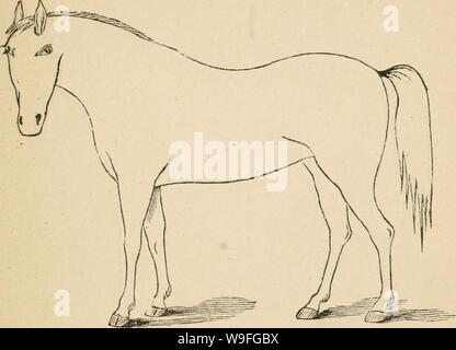 Archiv Bild von Seite der Cunningham Gerät 40 für stockmen und. Cunninghams Gerät für stockmen und Landwirte cunninghamsdevic 00 cunn Jahr: 1882 (Beschreibung Mängel Marke. Stockfoto