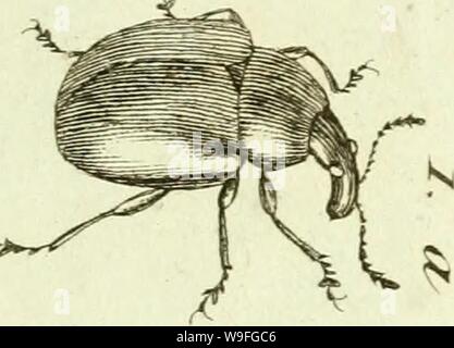 Archiv Bild von Seite 40 der [Curculionidae] (1800) Stockfoto