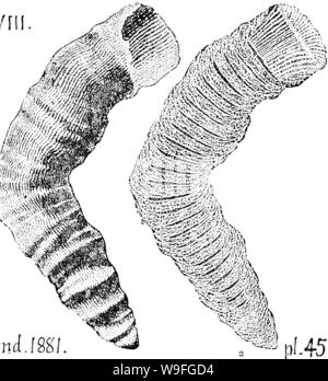 Archiv Bild von Seite 40 der ein Wörterbuch der Fossilien Stockfoto