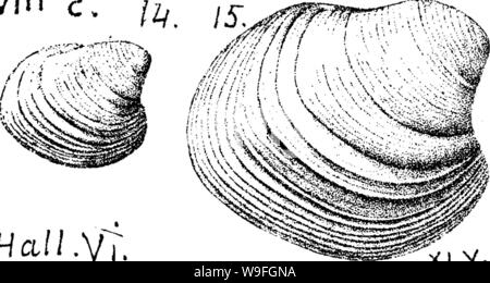 Archiv Bild von Seite 41 der ein Wörterbuch der Fossilien Stockfoto