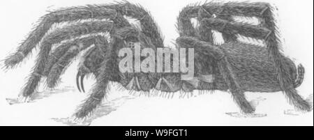 Archiv Bild von Seite 41 der ein Handbuch für die Studie Stockfoto