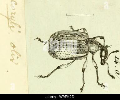 Archiv Bild von Seite 42 der [Curculionidae] (1800) Stockfoto