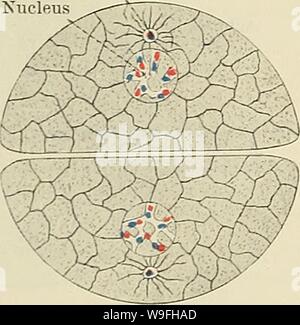 Archiv Bild von Seite 43 der Cunningham Lehrbuch der Anatomie (1914). Cunninghams Lehrbuch der Anatomie cunninghamstextb 00 cunn Jahr: 1914 (Abb. 7.-Schema der tierischen Zelle am Ende der Anaphase der Homotype Mitose. Zentrosom Kern Stockfoto