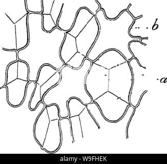 Archiv Bild von Seite 43 der Grundsätze über die Anatomie und die Stockfoto