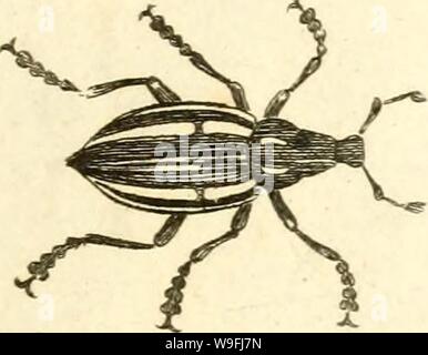 Archiv Bild von Seite 46 der [Curculionidae] (1800) Stockfoto