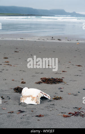 Kunststoff Papierkorb auf abgelegenen Strand des Arktischen Ozeans Stockfoto