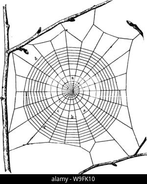 Archiv Bild von Seite 49 ein Handbuch für die Studie Stockfoto