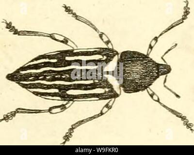 Archiv Bild von Seite 52 der [Curculionidae] (1800) Stockfoto