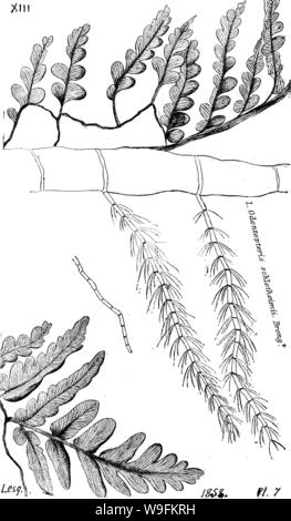 Archiv Bild von Seite 52 ein Wörterbuch der Fossilien Stockfoto