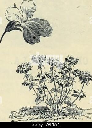 Archiv Bild von Seite 52 der Currie Bros' Gartenbau guide. Currie Bros.' Gartenbau Guide: Frühjahr 1888 curriebroshortic 1888 curr Jahr: 1888 (CHRYSANTHEMUM-Mar-guerites. Das wird immer eine Garten Liebling sein, für die In den späten Herbst, wenn fast alle outdoor Pflanzen haben Suc-cumbed zu Frost, die Chrysantheme ist dann in seiner vollsten Pracht. Burrldgeanum - Crimson, weiß. Robustes jährliches; 1 Fuß 5 Comtesse de Chambord - Gelb Paris Daisy.. 10 Herr Beaconsfleld - Crimson Weinrot umrandet und mit goldenen Rand um ein reichhaltiges Braunes Auge 6 ZINERARIE gestreift. Die Sorten als C. Hybrida ar bekannt Stockfoto