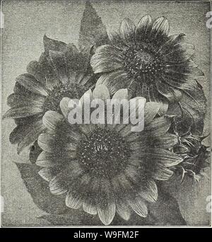 Archiv Bild von Seite 52 der Currie's Garden jährlichen Frühling. Currie's Garten jährliche: Frühling 1931 56. Jahr curriesgardenann 19 curr Jahr: 1931 (Neue jährliche rote Sonnenblume. Seite 49 Stockfoto