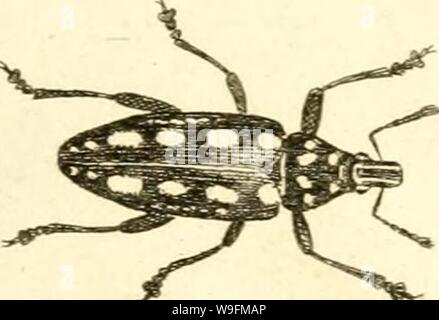 Archiv Bild von Seite 54 der [Curculionidae] (1800) Stockfoto