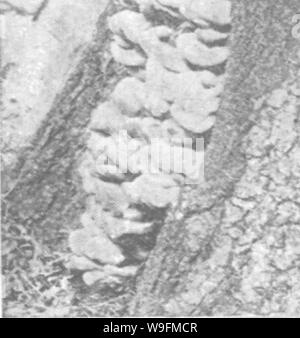 Archiv Bild von Seite 53 der Pflege der Bäume in Stockfoto