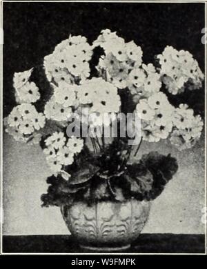 Archiv Bild von Seite 55 der Currie's 65. Jahr Garten jährliche. Currie's 65. Jahr Garten jährliche Currys 65 thyearg 19 curr Jahr: 1940 (Primula obconica GIGANTEA feinste Obconico oder Everbloom-ing Primeln. Blüht Erz sehr groß. GIGANTEA HYBRIDA MIXED-Pkt., PRIMULA KEWENSIS SEHR fragront gelbe Sorte der immer blühende Art; die Blütenstängel oft 12' bis 15' Länge. Eisenkraut duftend. Pkt., 20 C. PRIMULA MALACOIDES (Giant Baby Primel) - Die Blumen, der ein hübsches Licht lila, sind in Quirlen getragen. Pkt., 25 e. PRIMROSE RIESE GESÄUMTEN CHINESISCH - Chinesisch Primeln sind unter unseren feinen Stockfoto