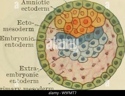 Archiv Bild von Seite 55 der Cunningham Lehrbuch der Anatomie (1914). Cunninghams Lehrbuch der Anatomie cunninghamstextb 00 cunn Jahr: 1914 (22 menschliche Embryologie. Trophoblast Extra embryonalen entoderm Primäre mesoderm Abb. 28.- Eine weitere Differenzierung der Zygote (Hypothetischen). Plasmodial trophoblast Zellulären trophoblast Fruchtwasser Ektoderm embryonalen ecto-Mesoderm Stockfoto