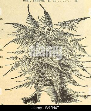 Archiv Bild von Seite 56 Currie's Farm und Garten jährliche. Currie's Farm und Garten jährliche: Frühling 1921 46. Jahr curriesfarmgarde 19 curr 4 Jahr: 1921 (Asparagus plumosus Nanus. Carlsons Verzweigung Astern. Aurikel. Dieses schöne kleine Anlage Wir haben eine sehr feine Belastung der Deutsch-saved Seeds. Die Blumen, die re-Semble die Primrose etwas, sind von verschiedenen Schattierungen von rot, gelb, kastanienbraun, etc. Zusätzliche Wahl gemischt 10 Spargel. Pkt. Asparagus plumosus Nanus (Pern) - Ein überaus Gnade - ful Anlage für Töpfe oder wenn Junge für Farn Gerichte. Das Laub ist anmutiger als die meisten del Stockfoto