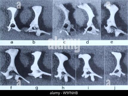 Archiv Bild von Seite 58 der aktuelle Herpetologie Stockfoto