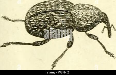 Archiv Bild von Seite 58 der [Curculionidae] (1800) Stockfoto