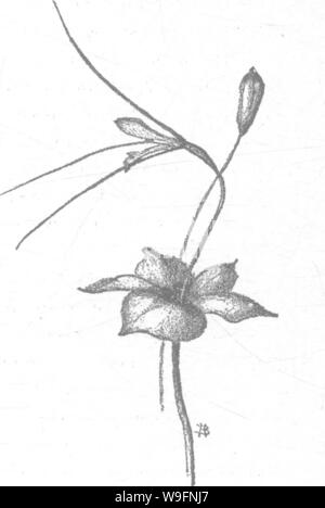 Archiv Bild von Seite 57 der Orchideen von New England. Stockfoto