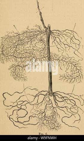 Archiv Bild von Seite 58 Der Anbau der Einheimischen. Der Anbau der einheimischen Traube cultivationofnat 01 husm Jahr: 1866 (KULTUR DER TRAUBE. 55 Stockfoto