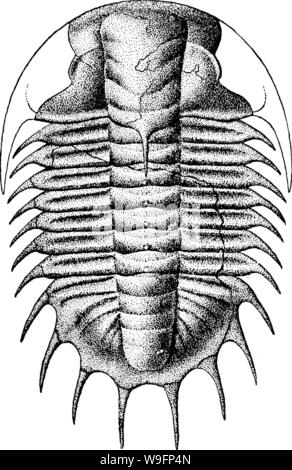 Archiv Bild von Seite 60 ein Wörterbuch der Fossilien Stockfoto