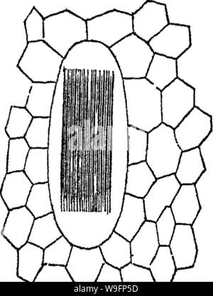 Archiv Bild von Seite 59 der Grundsätze der Anatomie und Stockfoto