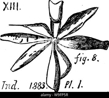 Archiv Bild von Seite 60 ein Wörterbuch der Fossilien Stockfoto