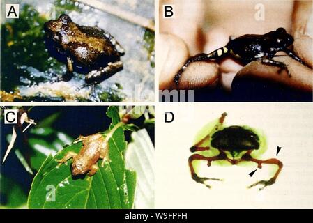 Archiv Bild von Seite 61 der aktuelle herpetologie (2000) Stockfoto