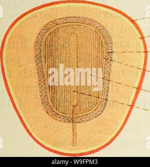 Archiv Bild ab Seite 62 von Cunningham's Lehrbuch der Anatomie (1914) Stockfoto