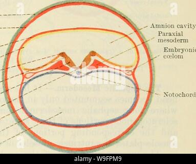 Archiv Bild ab Seite 62 von Cunningham's Lehrbuch der Anatomie (1914) Stockfoto