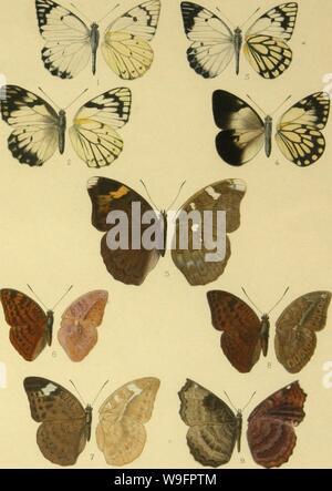 Archiv Bild von Seite 62 der Lépidoptères Rhopalacères (1922) Stockfoto
