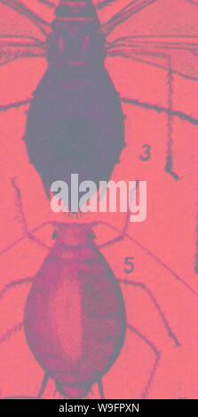 Archiv Bild von Seite 62 Der Enzyklopädie von praktischen Gartenbau; Stockfoto