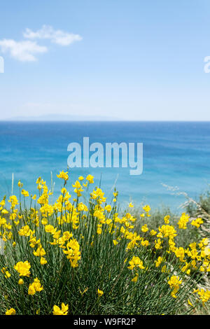 Die gelben Blüten des spanischen Besens von der Insel Kefalonia in Griechenland mit dem Ionischen Meer und Zakynthos im Hintergrund. Stockfoto